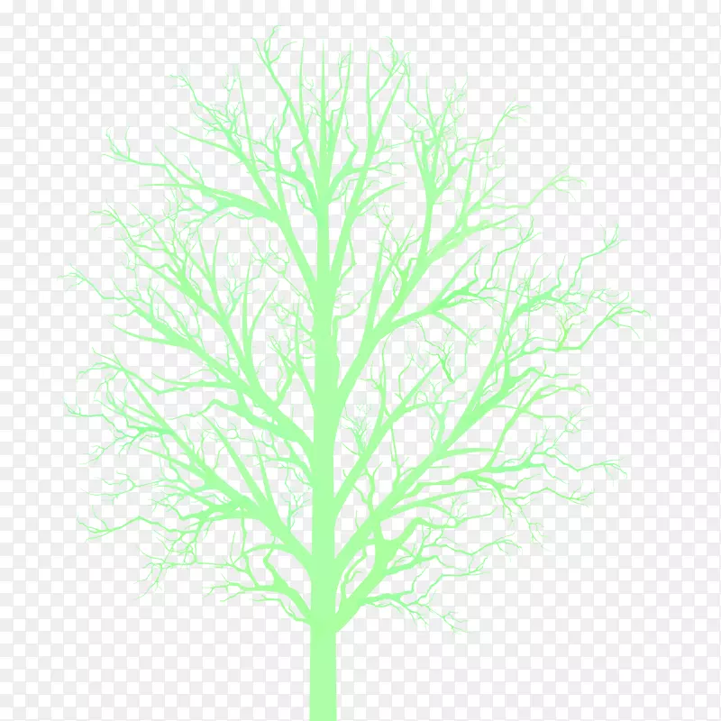 木本植物枝