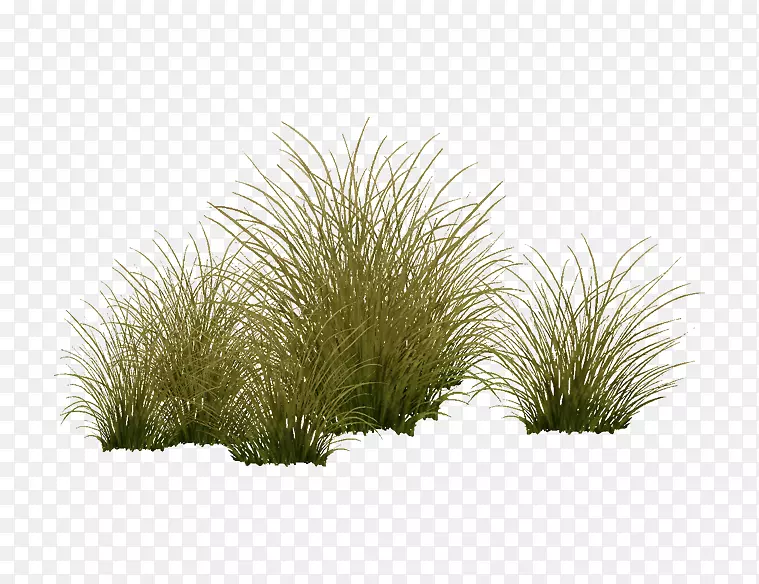 草本植物-水生植物