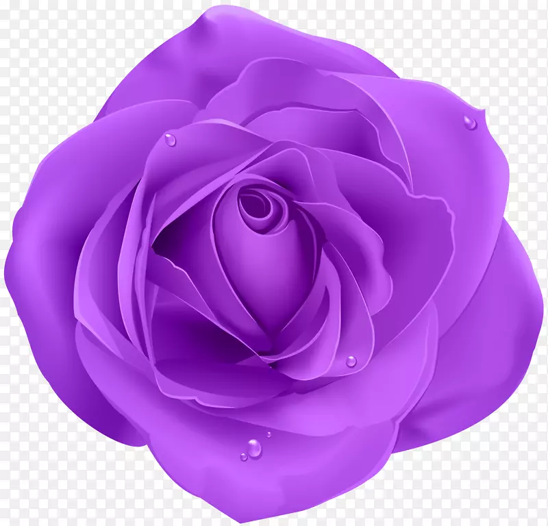 蓝色玫瑰紫色剪贴画-紫色
