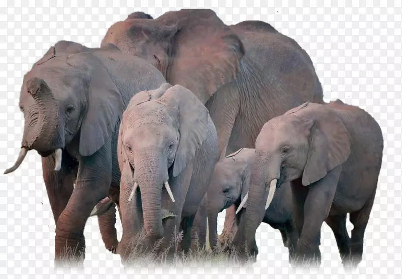 非洲象印度象群