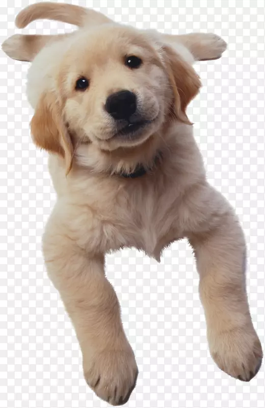 金毛猎犬霍顿米弗林哈考特数学表达式，狗出版公司-小狗