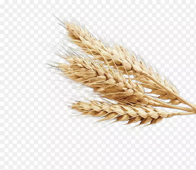 普通小麦穗食麦草大麦