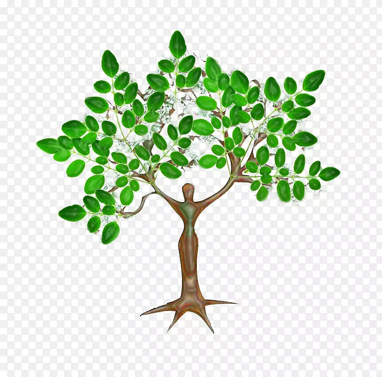 鸡腿树营养植物扦插-种子
