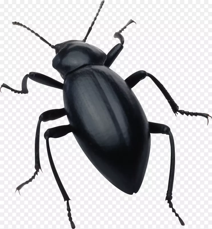 甲虫绘图夹艺术-甲虫