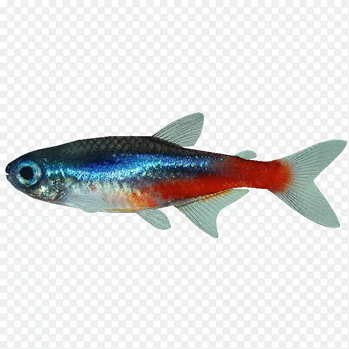 鱼类霓虹灯四元杜-达波佐水族馆-贝塔
