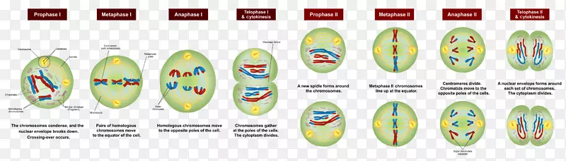 减数分裂染色体细胞分裂有丝分裂-期
