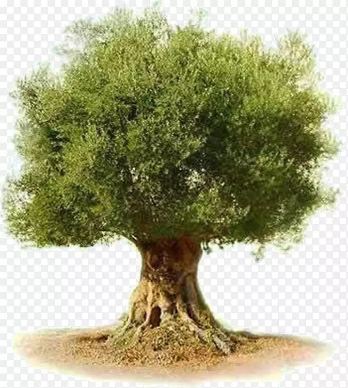 橄榄树植物-橄榄树叶