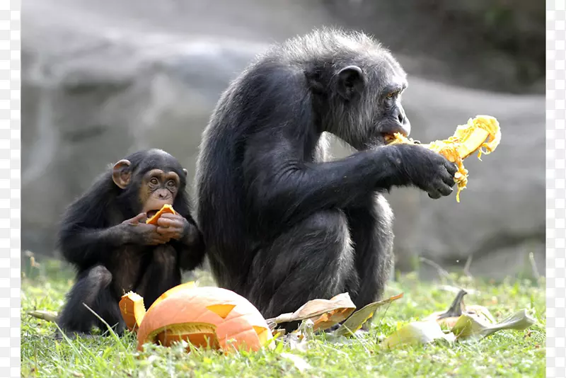 底特律动物园普通黑猩猩猿灵长类动物黑猩猩