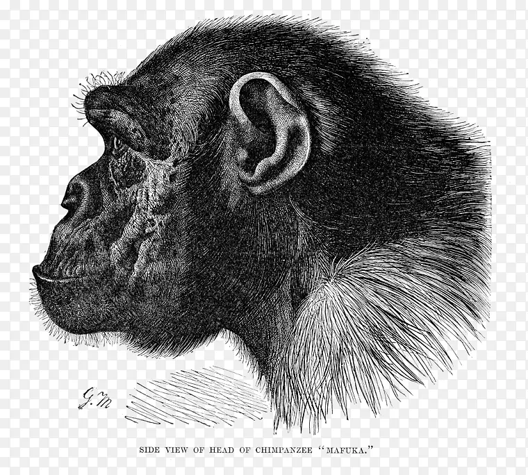 大猩猩，普通黑猩猩，倭黑猩猩，灵长类动物-黑猩猩