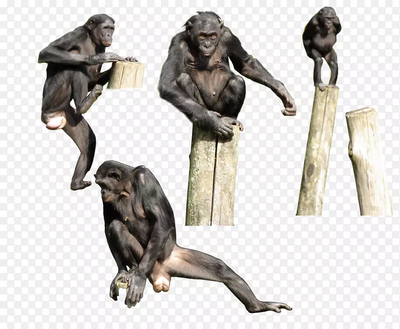 灵长类大猩猩，倭黑猩猩，智人，猴子，黑猩猩