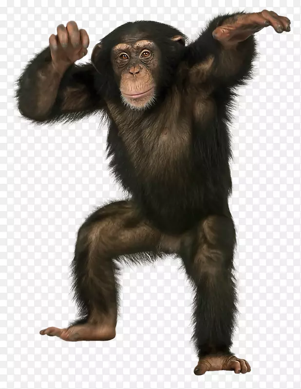 猩猩猿倭黑猩猩食蟹猕猴黑猩猩