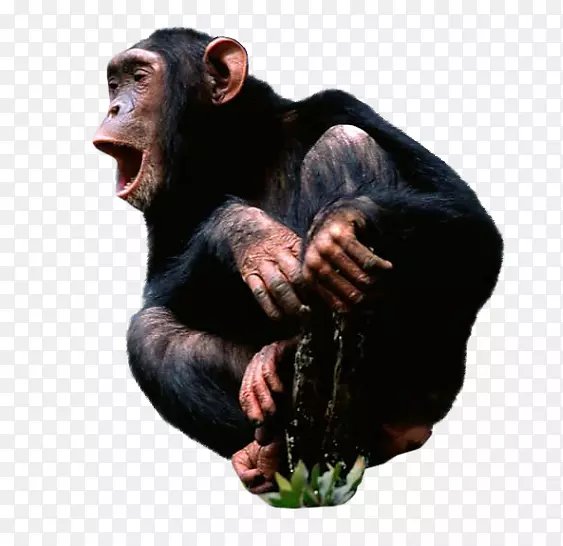 普通黑猩猩桌面壁纸猴子黑猩猩