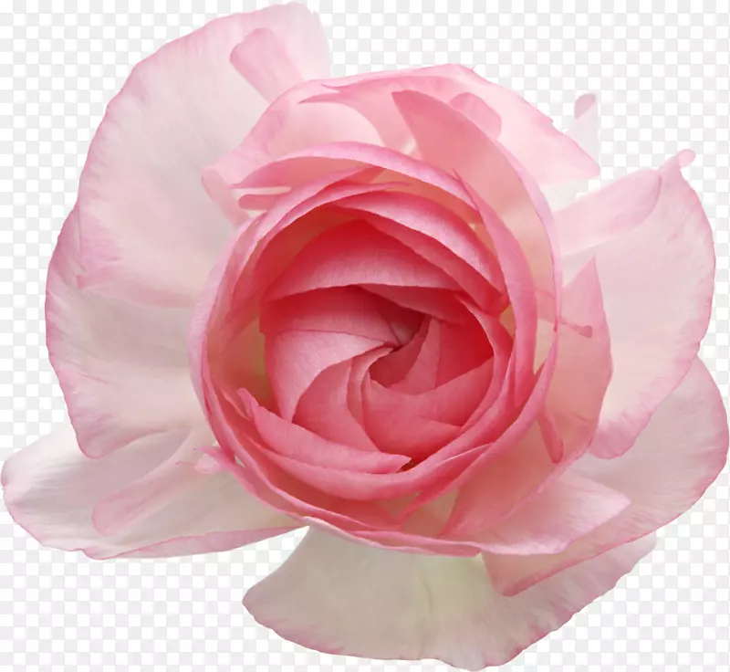 花园玫瑰插花艺术-米洛