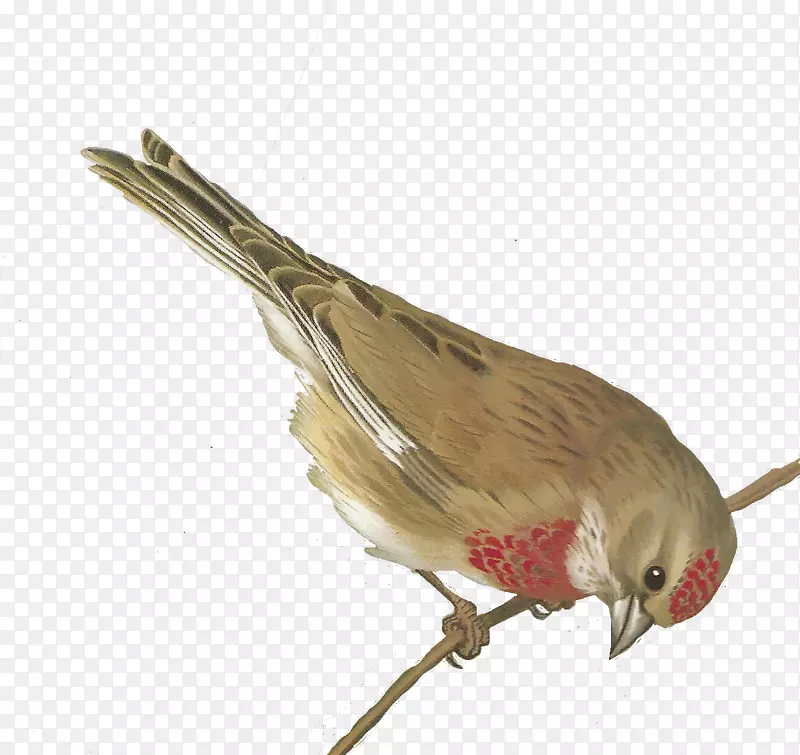 鸟类欧洲绿雀剪贴画-鸟水彩画