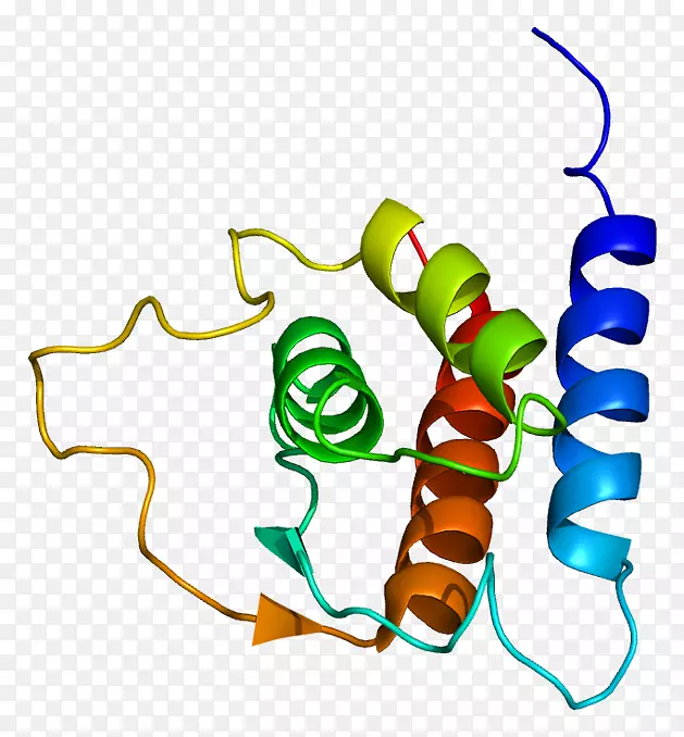 白介素13白介素4白介素1家族蛋白-肺