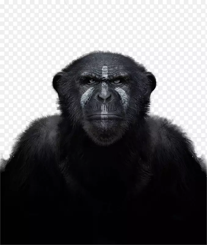 野生黑猩猩中的普通黑猩猩西部大猩猩灵长类猴子