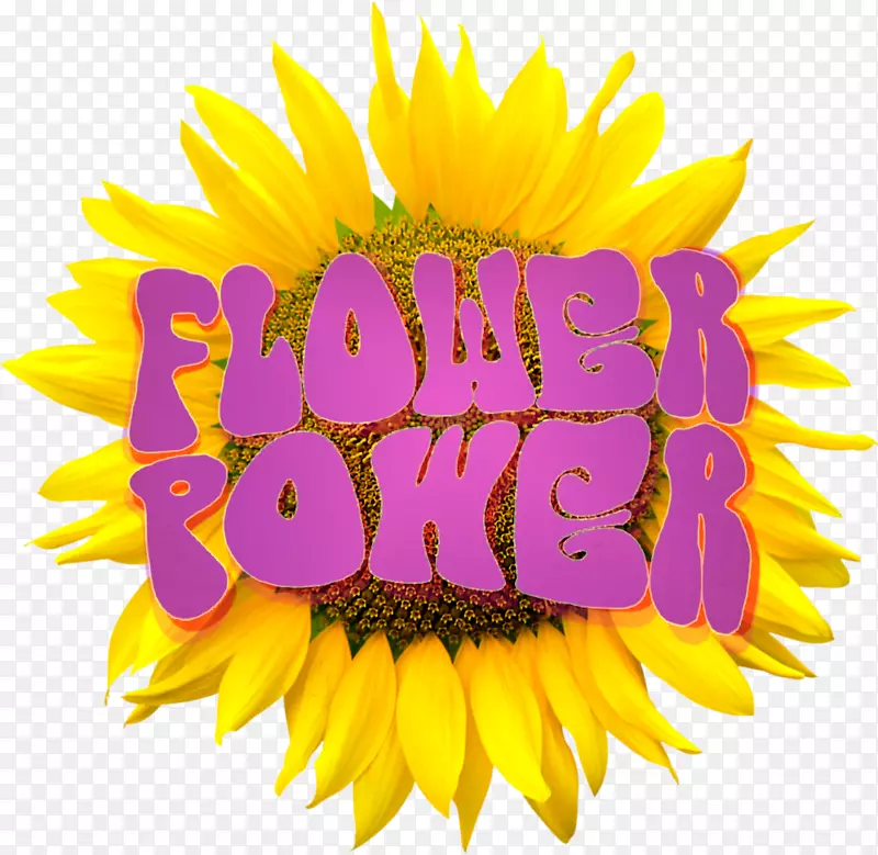 布鲁门向日葵图像解析剪辑艺术-花卉标志