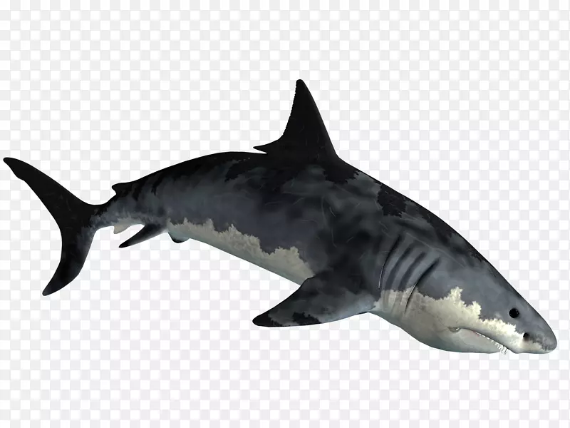 虎鲨-鲨鱼