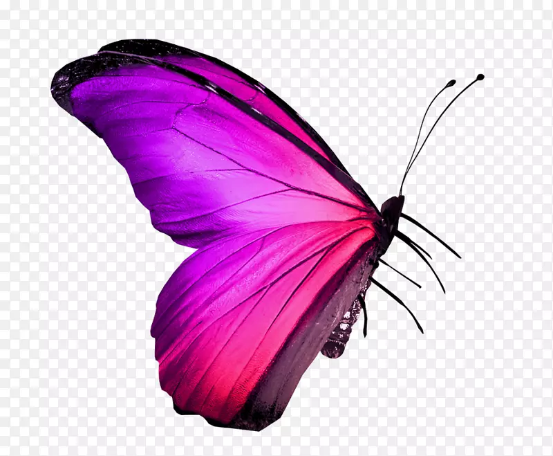 蝴蝶昆虫图片红色皇室-免费粉红蝴蝶