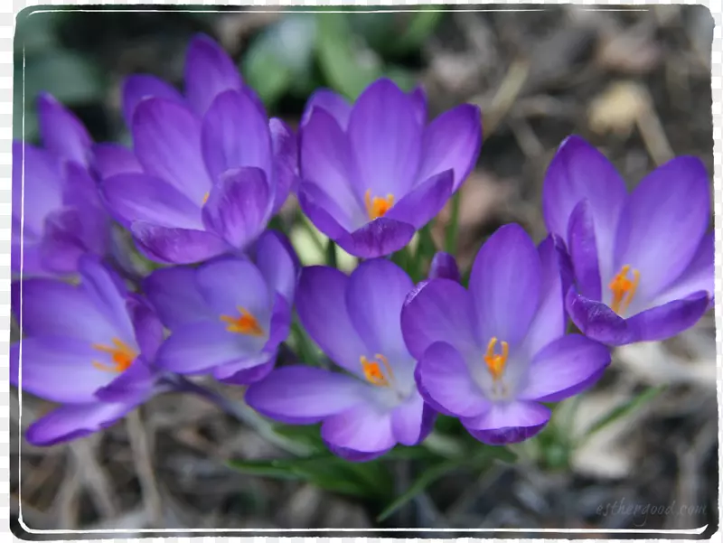 藏红花紫罗兰科紫色花-番红花
