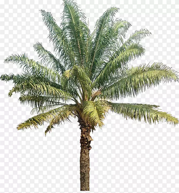 槟榔科椰子摄影树云杉-枣