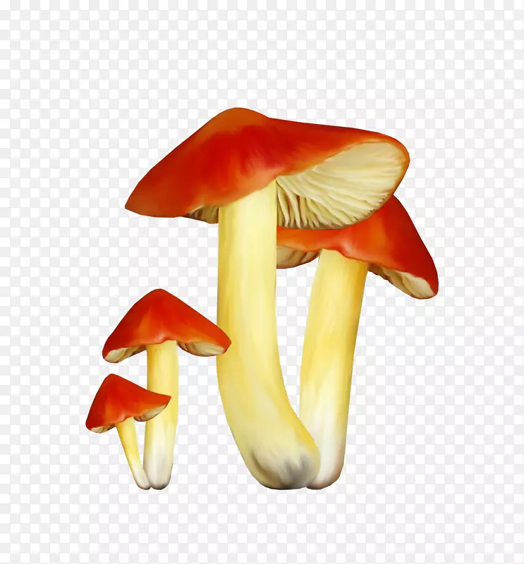 蘑菇菌类图-真菌