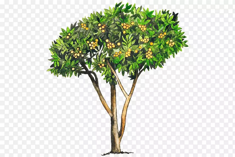 枇杷普通番石榴木本植物