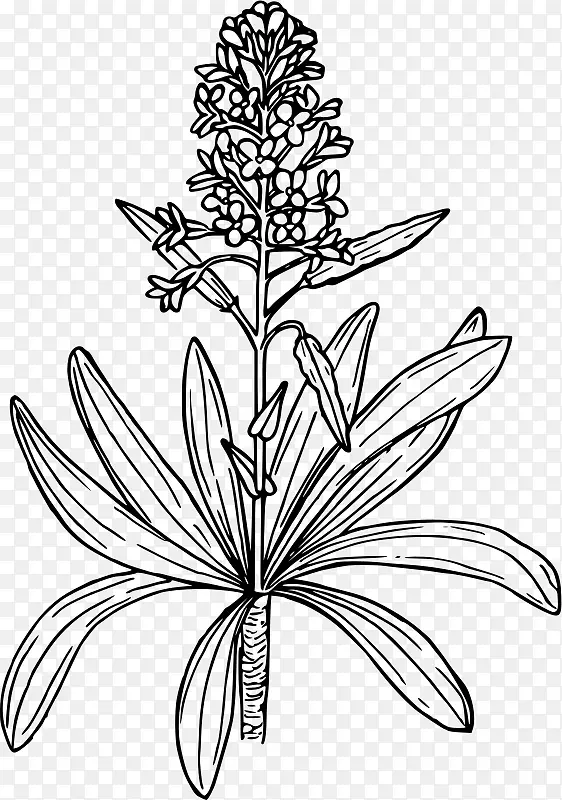 芥菜植物黑芥菜林