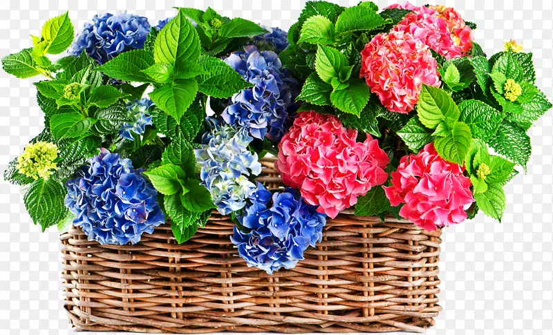 绣球花