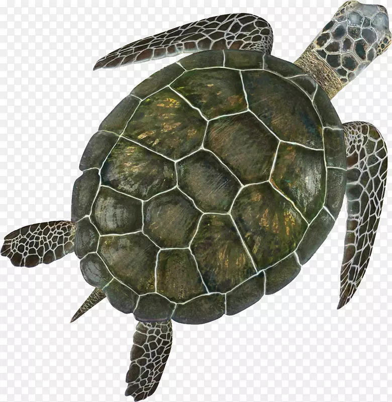 绿海龟爬行动物-龟类