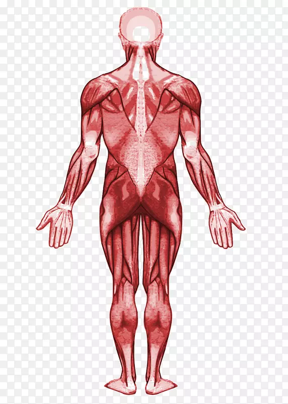 肌肉人体解剖肌肉系统人体-人体