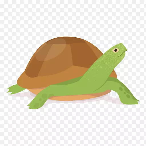 肯普海龟爬行动物-龟