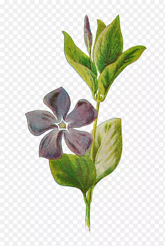 Vinca小Vinca主要植物学插图-植物花卉