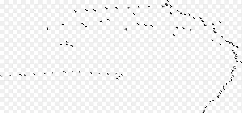 蜂鸟燕子飞行鸟群