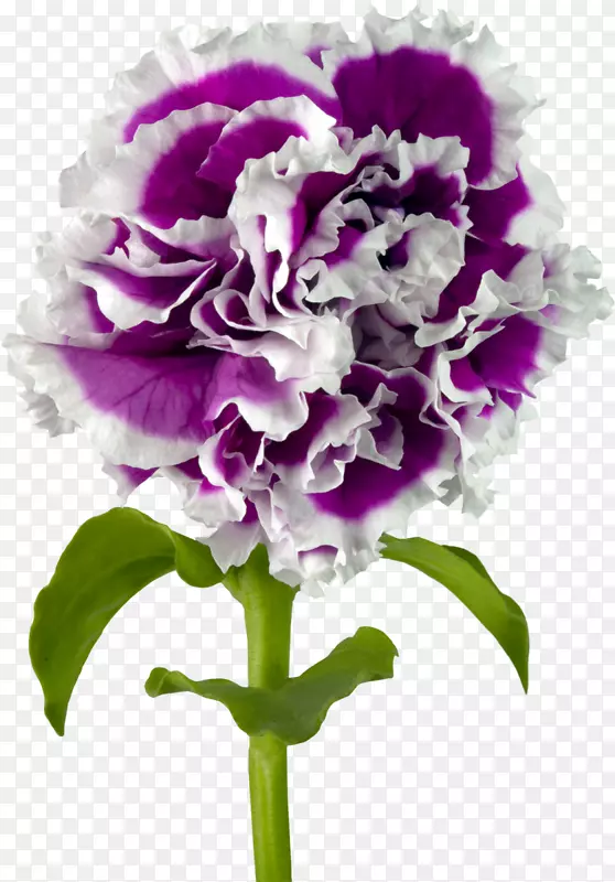 香石竹紫切花-康乃馨