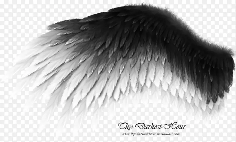 艺术翅膀艺术-天使翅膀