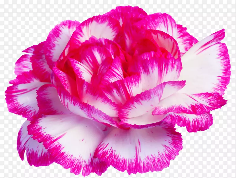 Rg花卉有限公司百合花标签1-800-花卉-康乃馨