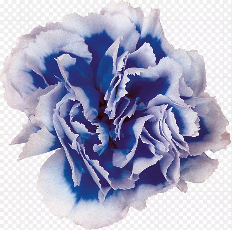 蓝切花、蜈蚣、玫瑰、康乃馨-康乃馨