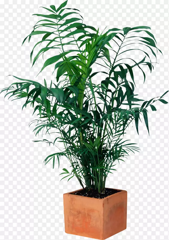 橡胶树，观赏植物，室内植物，花盆台-盆栽植物