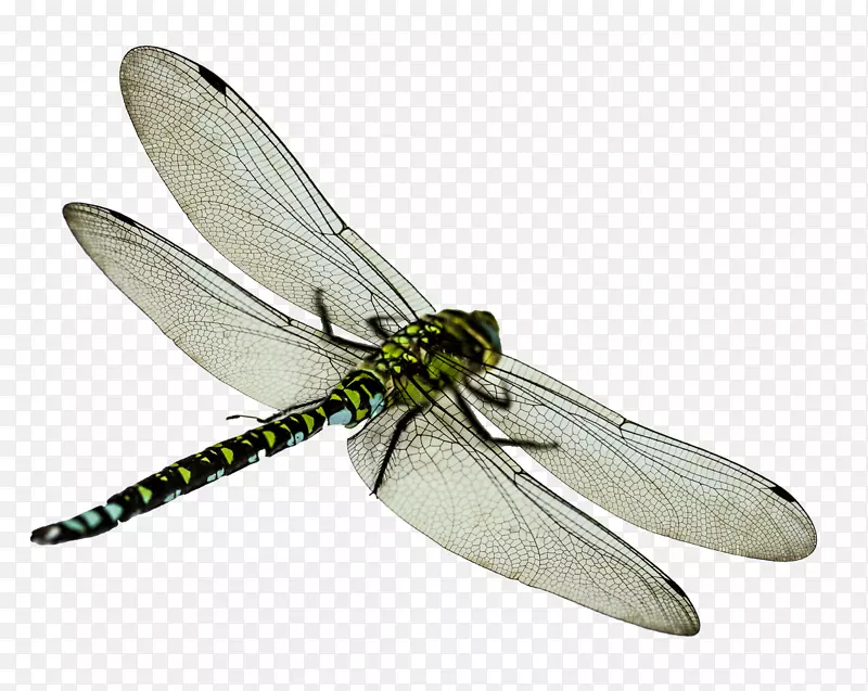 昆虫蜻蜓剪贴画-苍蝇