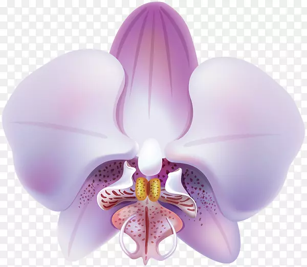 兰花紫花夹艺术-兰花