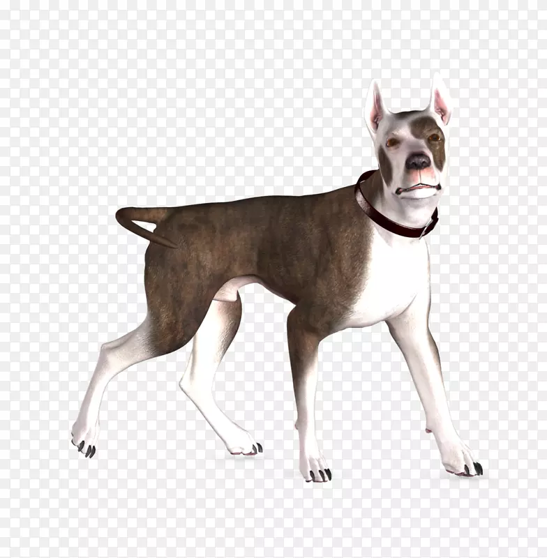 波士顿猎犬，大丹麦犬，英国白色猎犬，罗威勒犬-3D犬