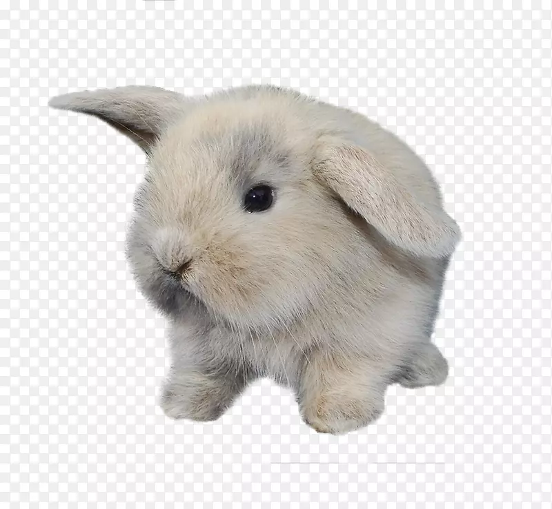 兔兔