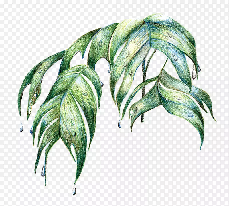 亚马逊热带雨林树叶-热带树叶