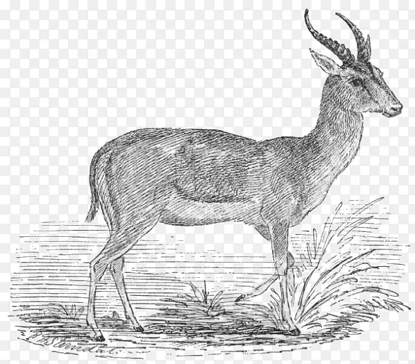 羚羊角羚羊黑斑羚汤姆森的羚羊剪贴画-羚羊