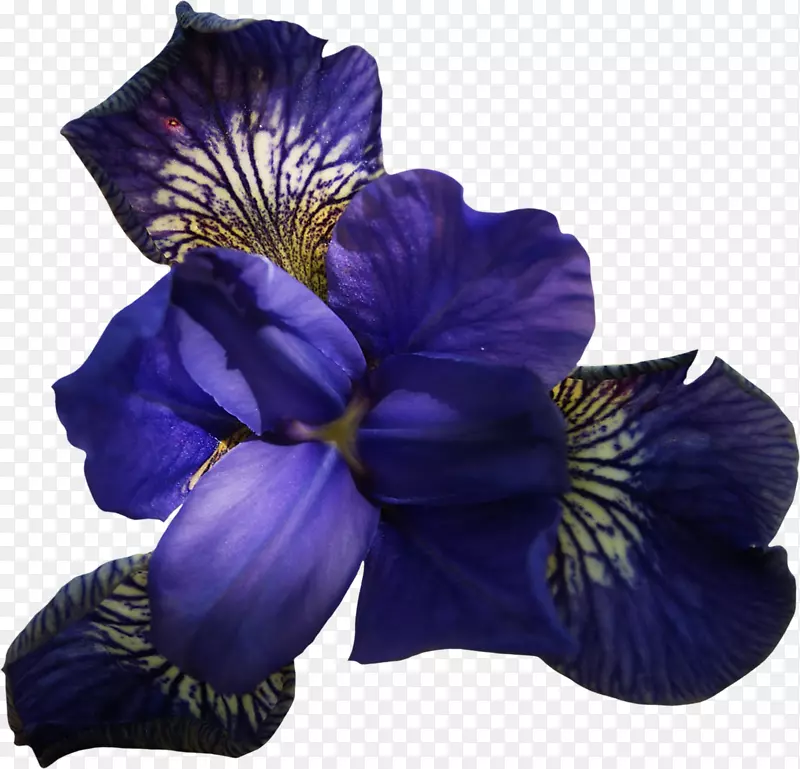 花紫罗兰色剪贴画.空白