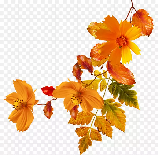 花卉秋剪艺术-橙色花朵