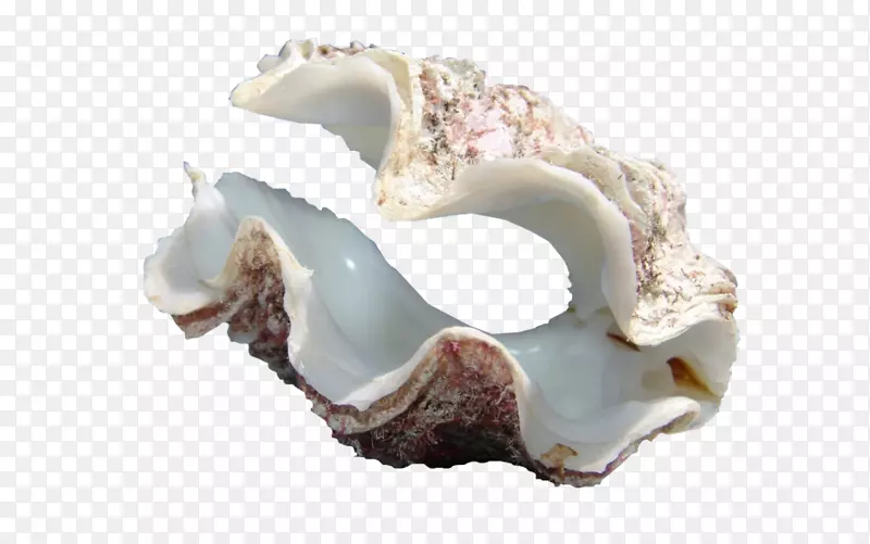 牡蛎海螺海玻璃珍珠壳