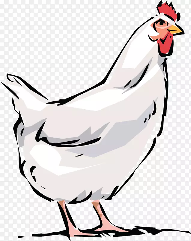 多米尼克鸡肉鸡夹艺术-母鸡