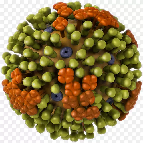 甲型流感病毒亚型H1N1禽流感病毒b型